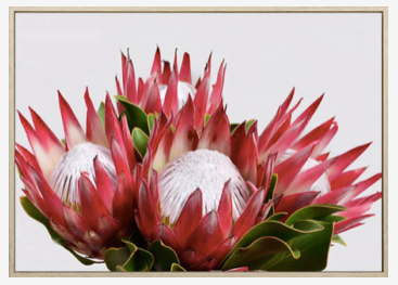 Protea Bunch Canvas