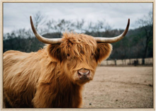 Load image into Gallery viewer, Sammy Scottish Highland Framed Canvas