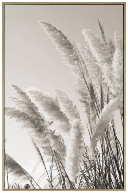 Pampus Grass Framed Canvas