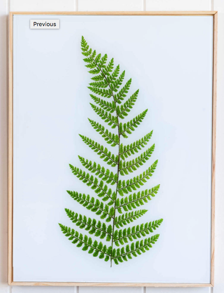 Lush Fern Glass Framed Print
