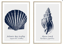 Load image into Gallery viewer, Shell Duo Framed Canvas