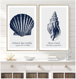 Shell Duo Framed Canvas